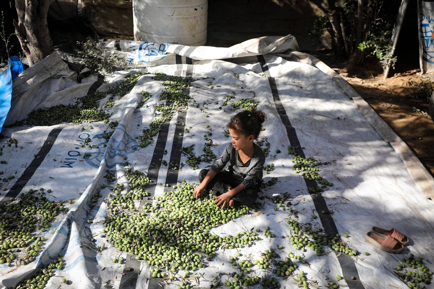 Distrugerea sectorului agricol din Gaza: 92% din livezile de măslini au fost eliminate