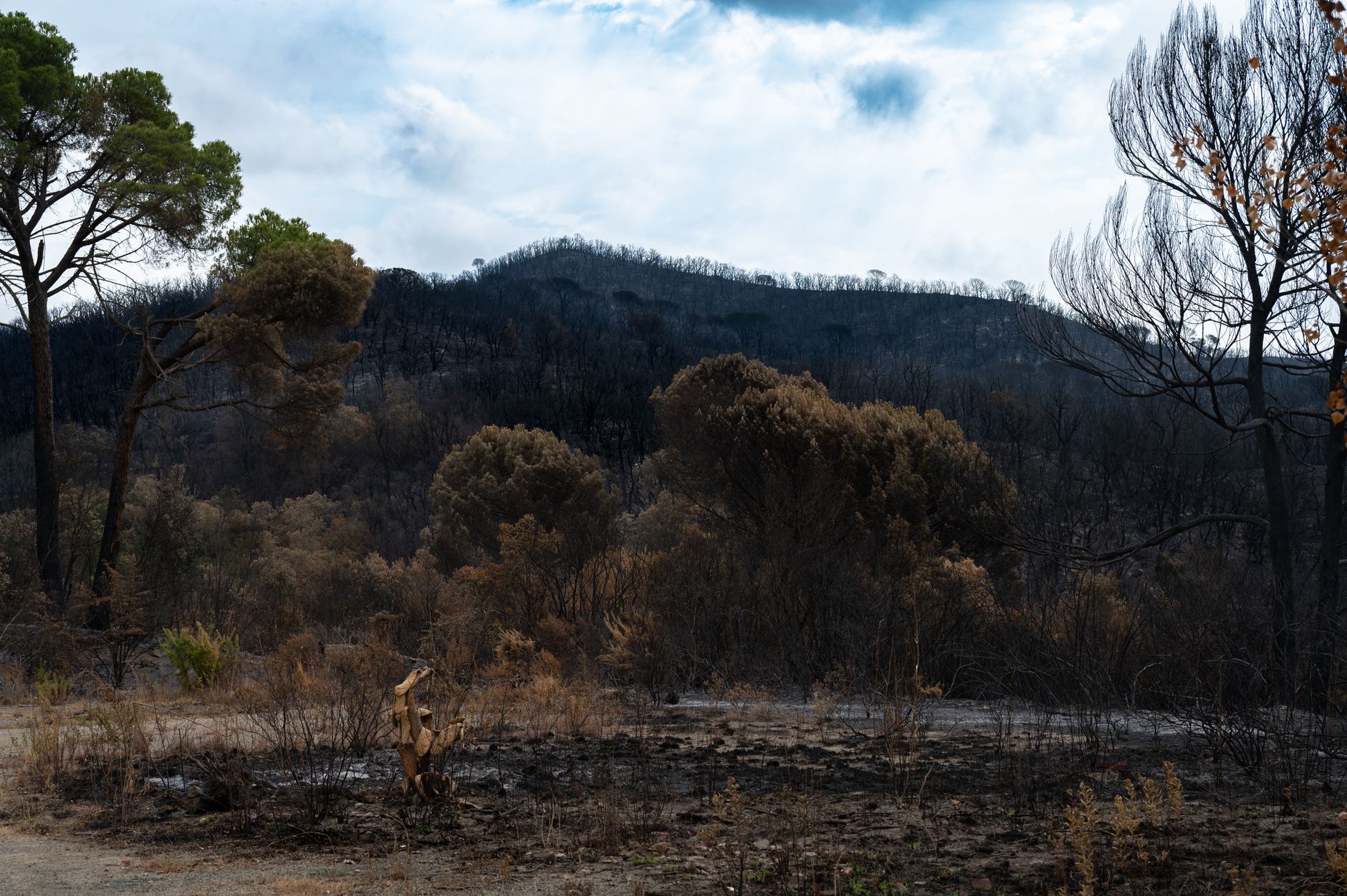 Suprafața arsă de incendii în UE în 2026 este de aproape două ori mai mare decât media ultimelor două decenii