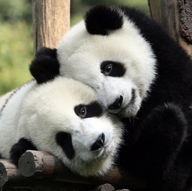 Diplomația panda: China a trimis doi urși în Statele Unite pentru o perioadă de zece ani