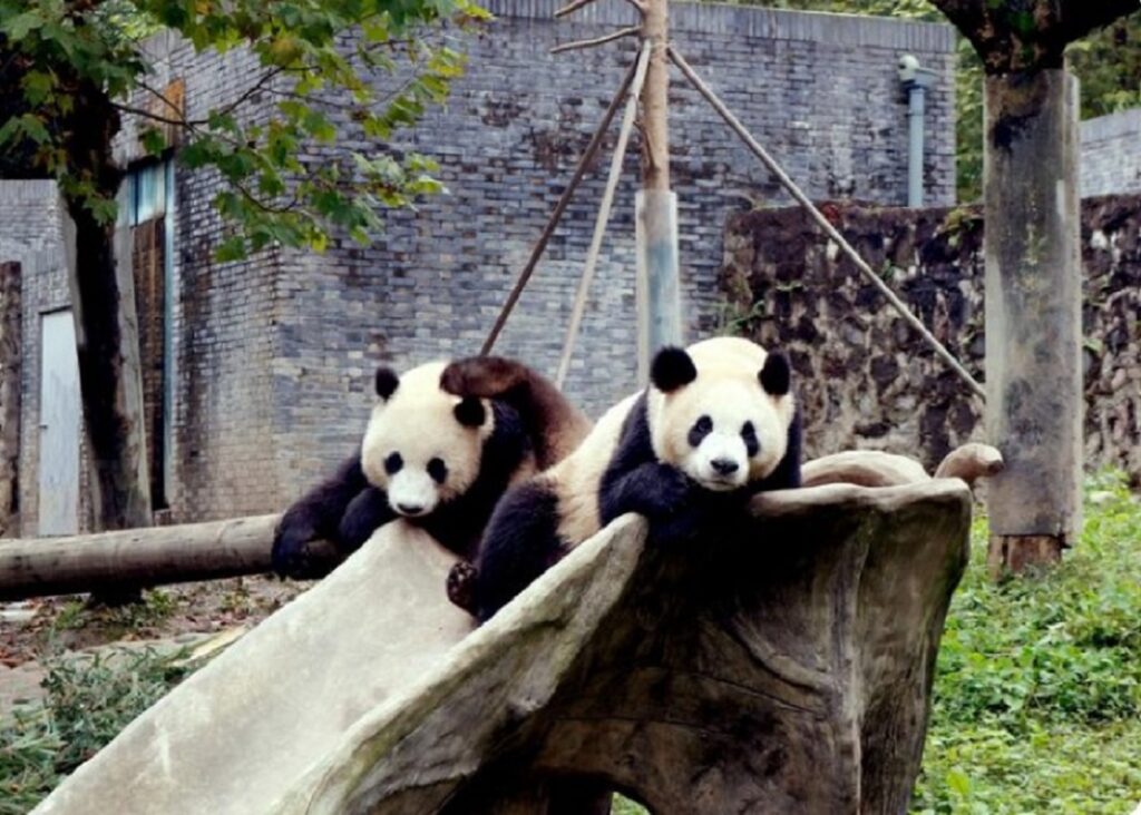 China utilizează diplomația panda pentru consolidarea legăturilor cu Statele Unite