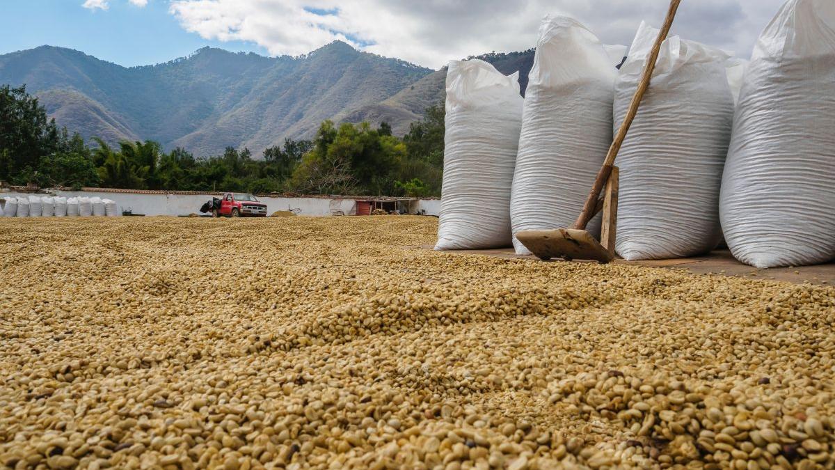 Infrastructura de tranzit din România și Polonia atinge limitele de capacitate pentru cerealele ucrainene