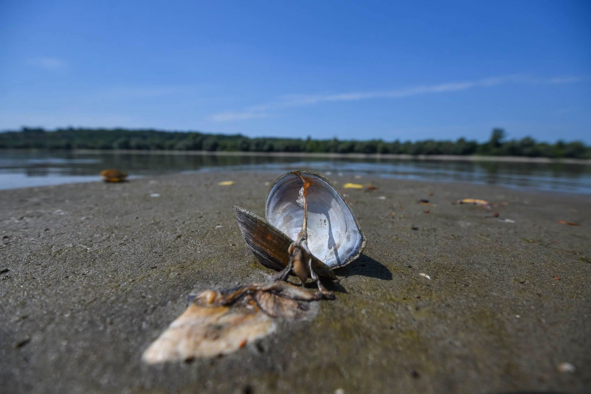Transportul fluvial către Ucraina este afectat de secetă și atacuri rusești în porturile de pe Dunăre